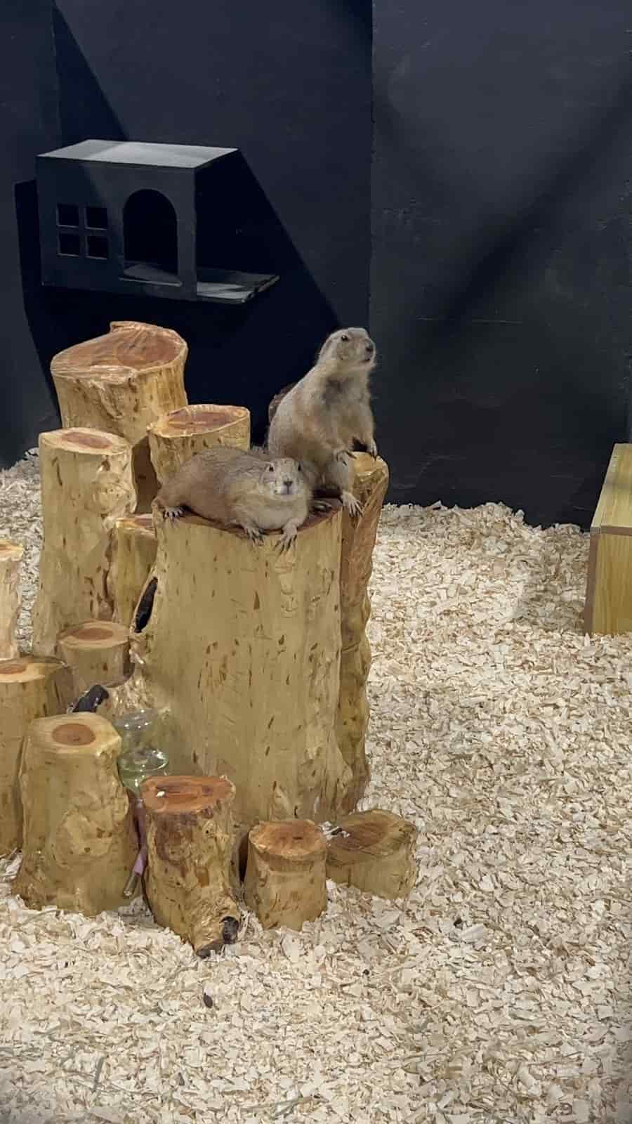 Best Indoor Activities in JB for Couples The Hidden Farm JB