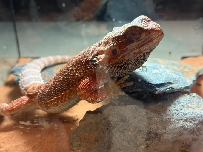 Famous Places in Johor Bahru to Visit for Tourists and Travelers The Hidden Farm