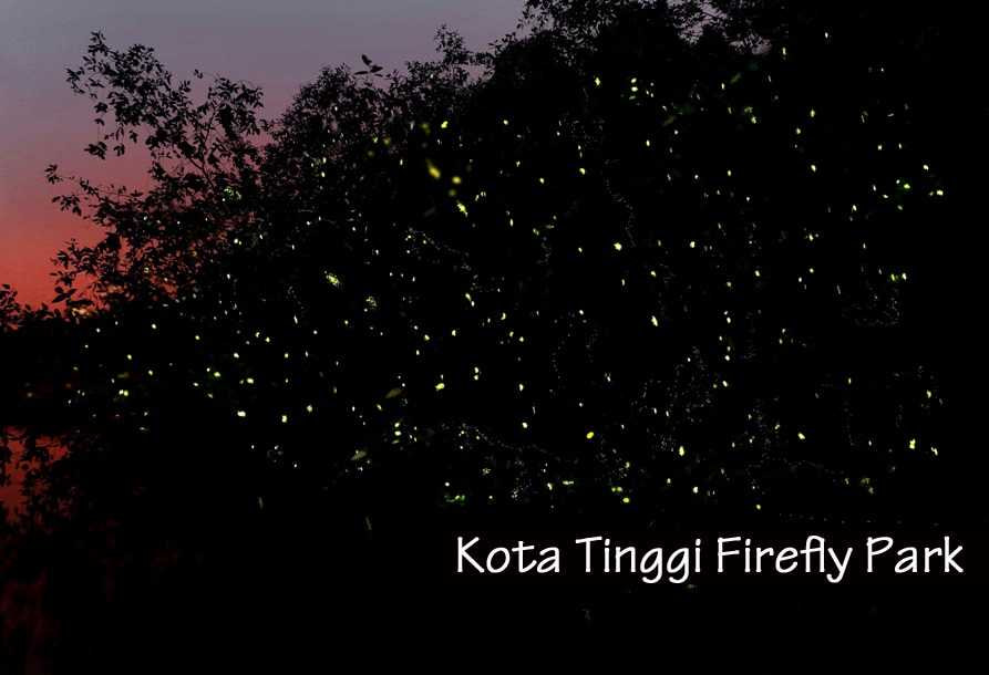 One Day Trip in Johor Bahru for First Time Visitors Firefly River Cruise Tour Kota Tinggi