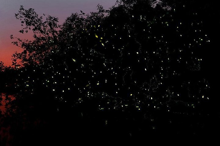 Things to Do in Johor Bahru During Christmas Firefly River Cruise Tour Kota Tinggi